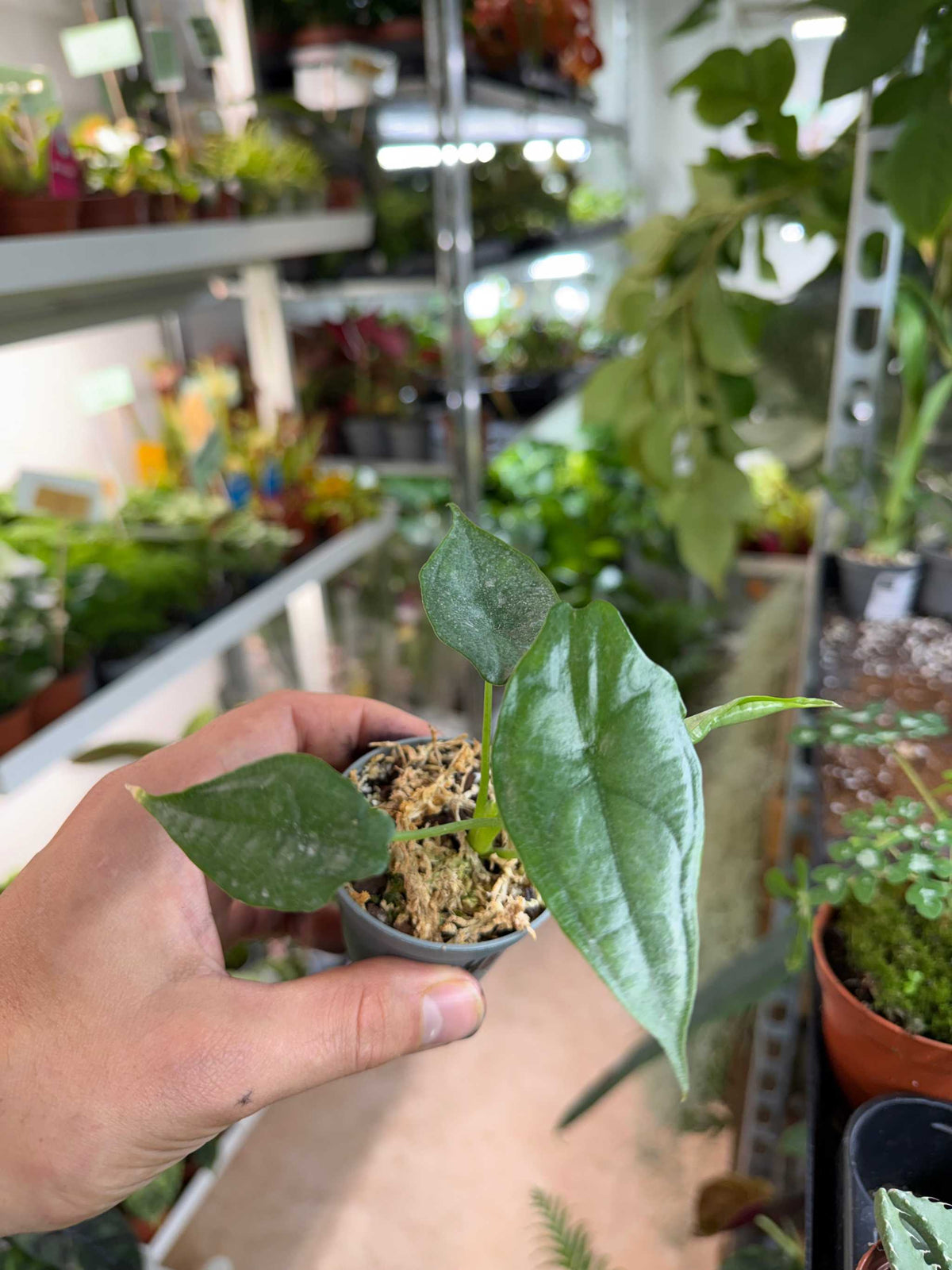 Alocasia Heterophylla 'Dragons breath' 