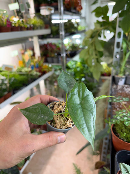Alocasia Heterophylla 'Dragons breath' 