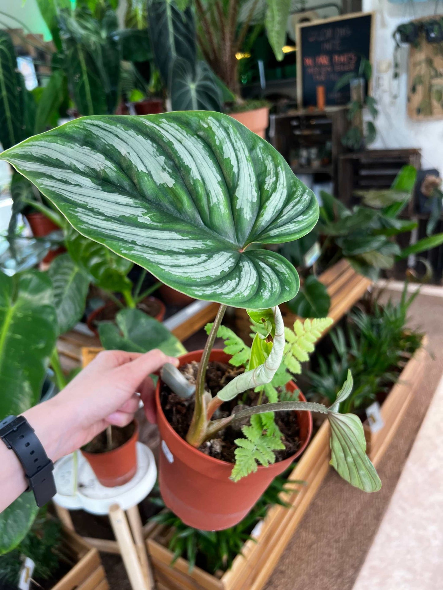 Philodendron plowmanii
