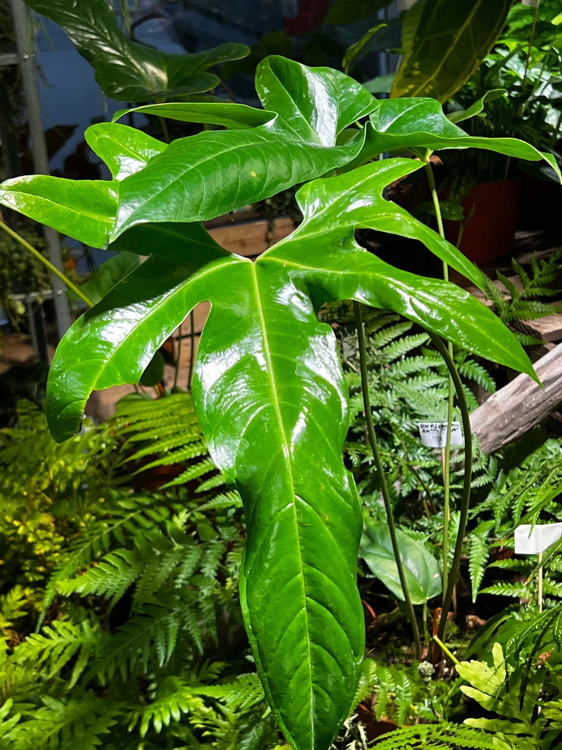 Anthurium pedatum leaf