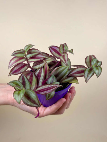 Tradescantia zebrina 'Zebrablad'