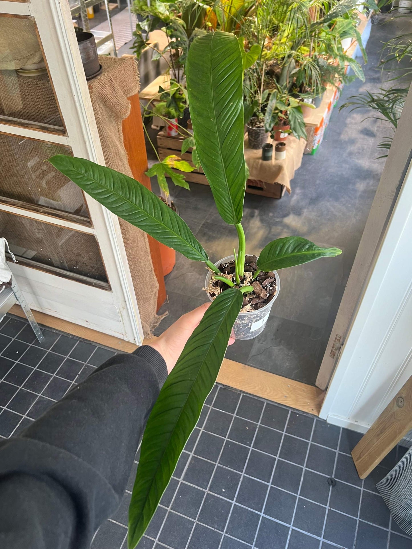 Philodendron Campii