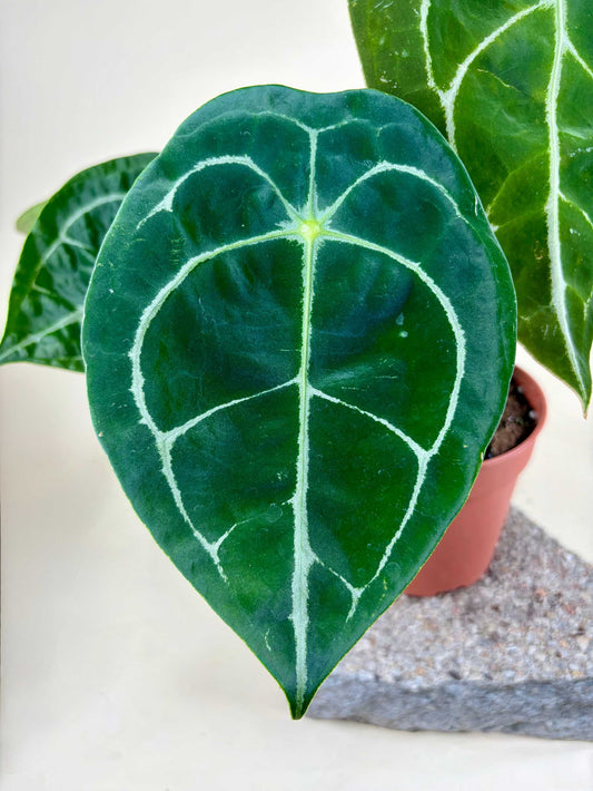 Anthurium Forgetii