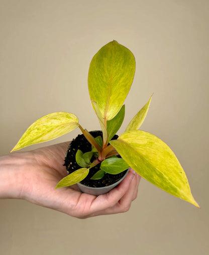 Philodendron 'Painted Lady'