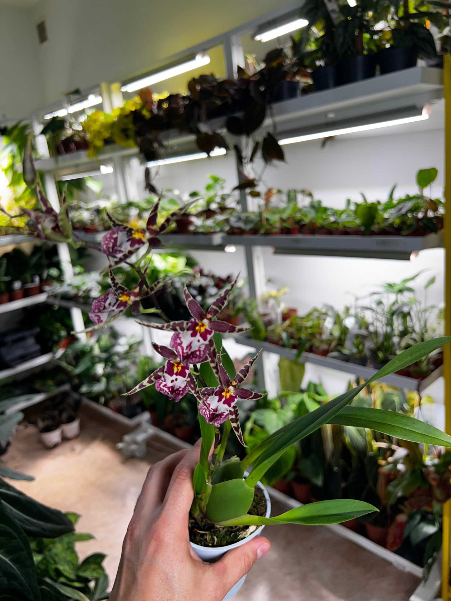 Oncidium Orchidee
