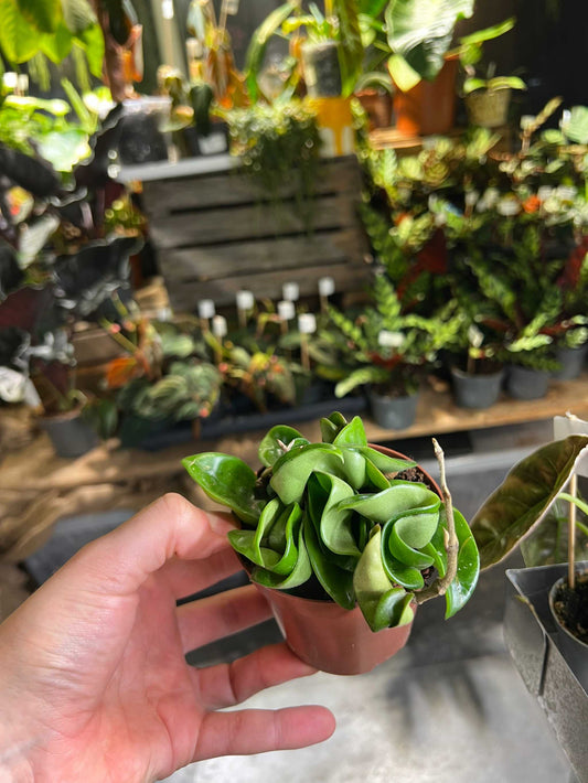 Hoya carnosa 'compacta' exempel på växt du får hem