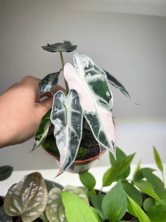Alocasia bambino pink variegata