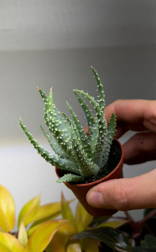 Aloe humilis 'vårtaloe'