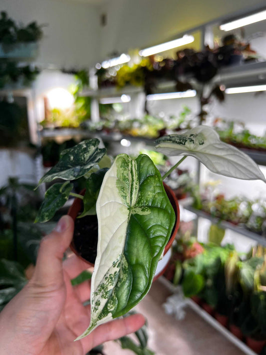 Alocasia dragon scale albo variegata