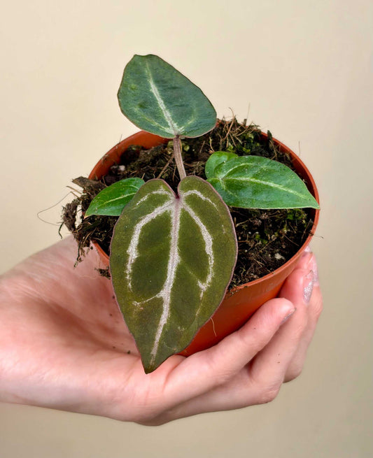 Anthurium 'Red Crystallinum'