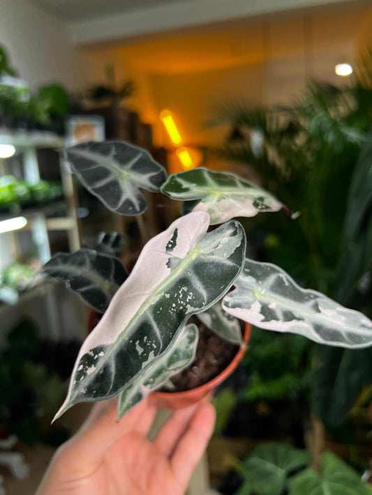 Alocasia bambino pink variegata