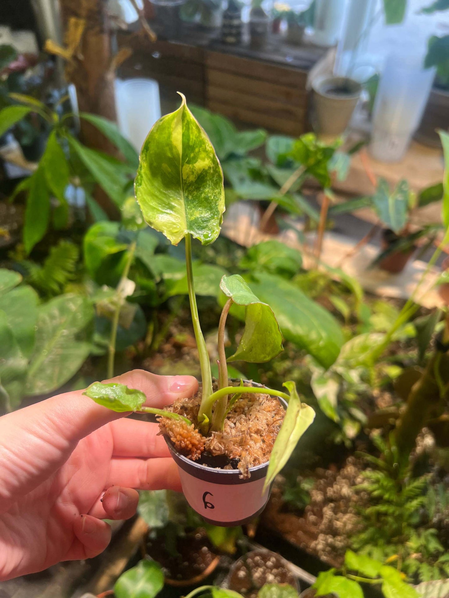 Philodendron burle-marxii albo variegata