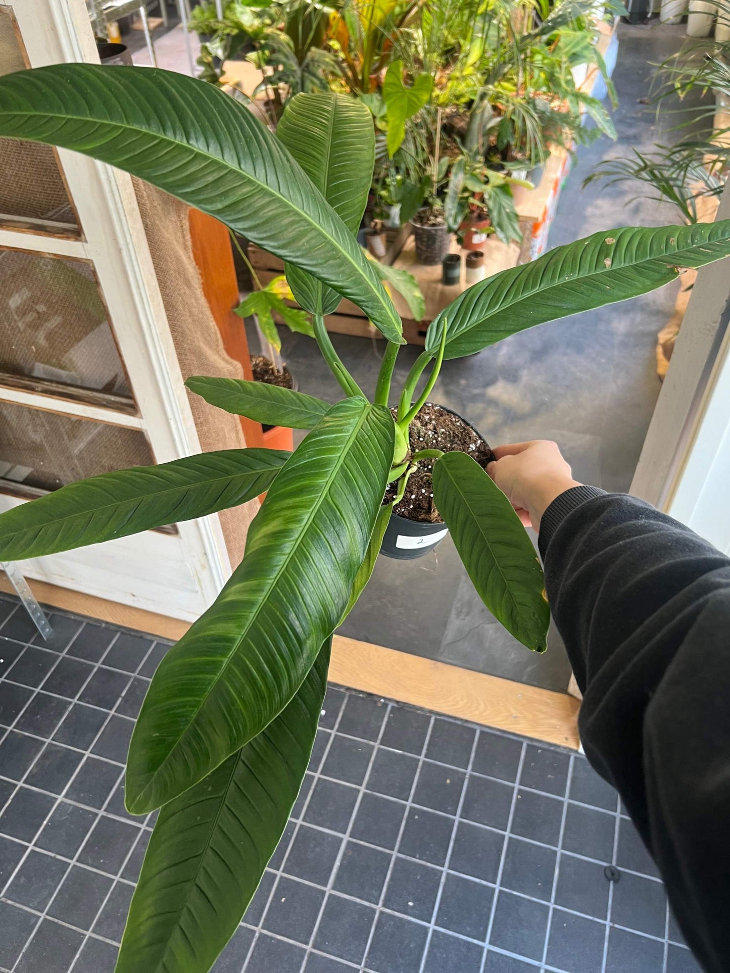 Philodendron Campii