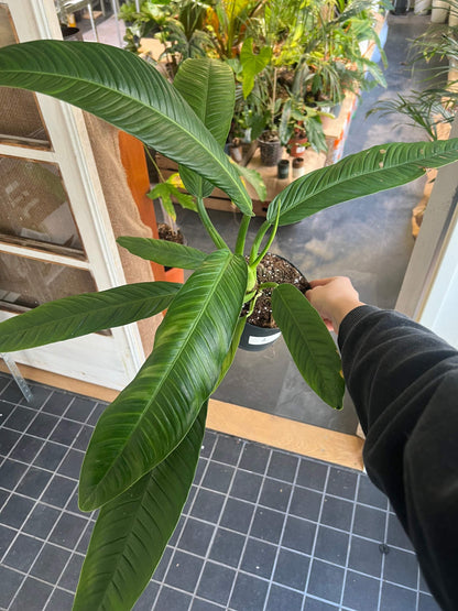 Philodendron Campii