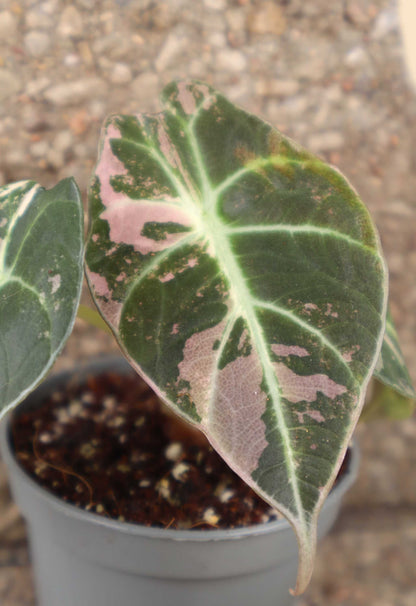 Alocasia 'Black Velvet' Pink Variegata