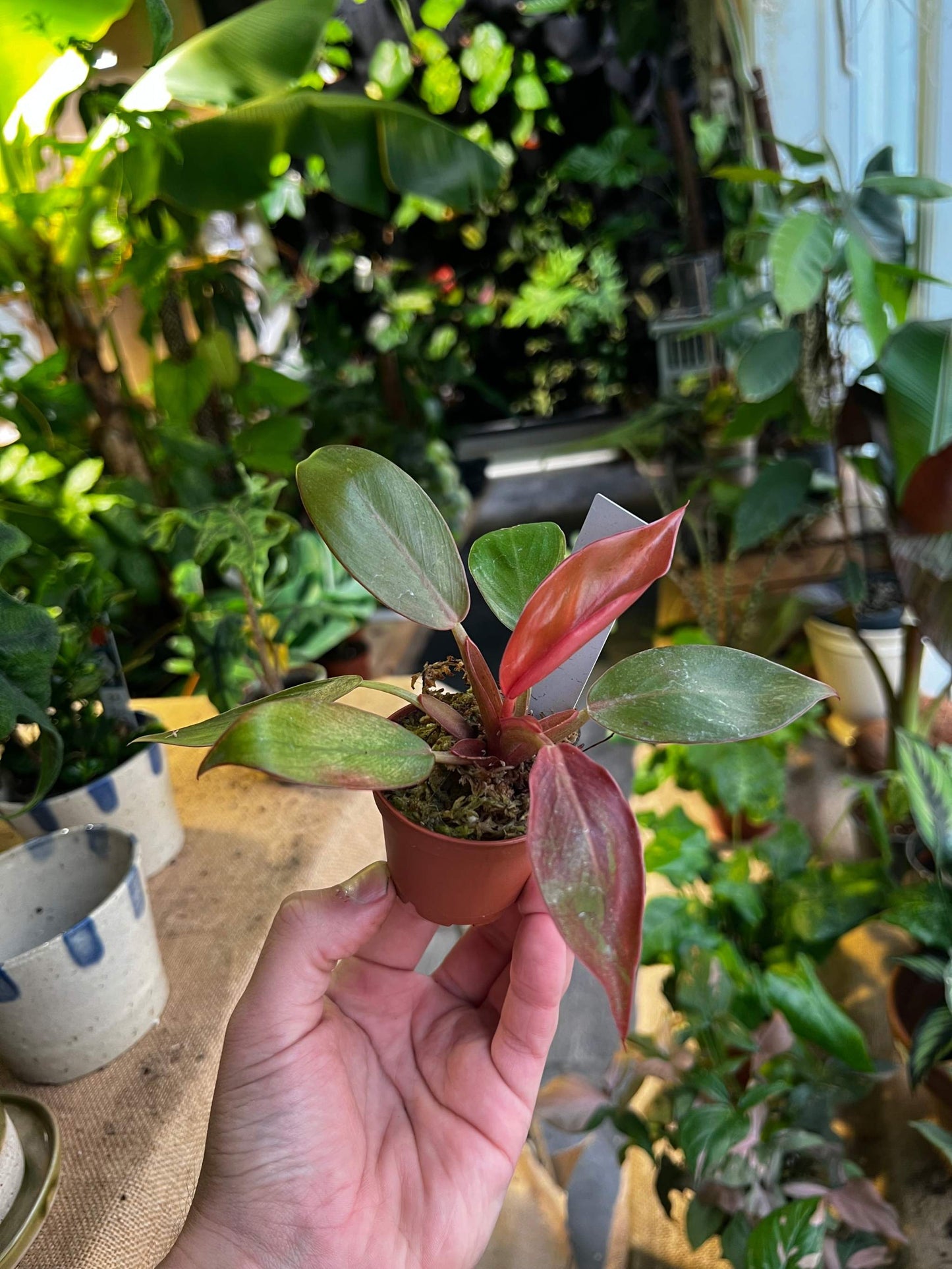 Philodendron Erubescens 'Prince Of Orange'