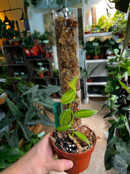 Vanilla orchid 'Vanilla planifolia' plant