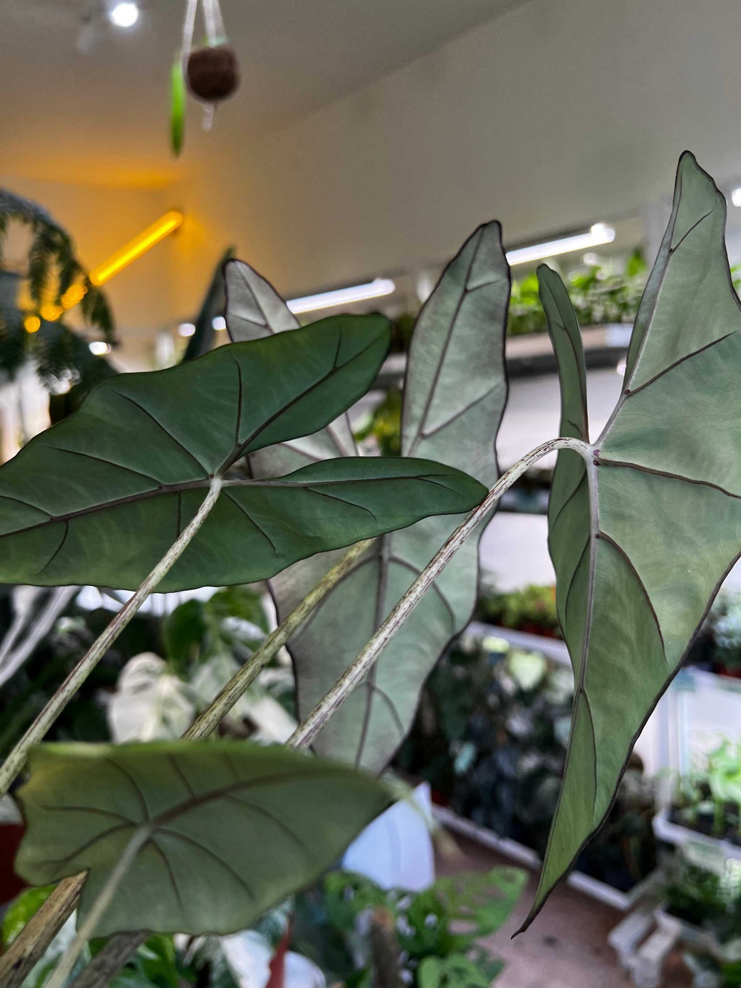Alocasia princeps 'Purple Cloak'