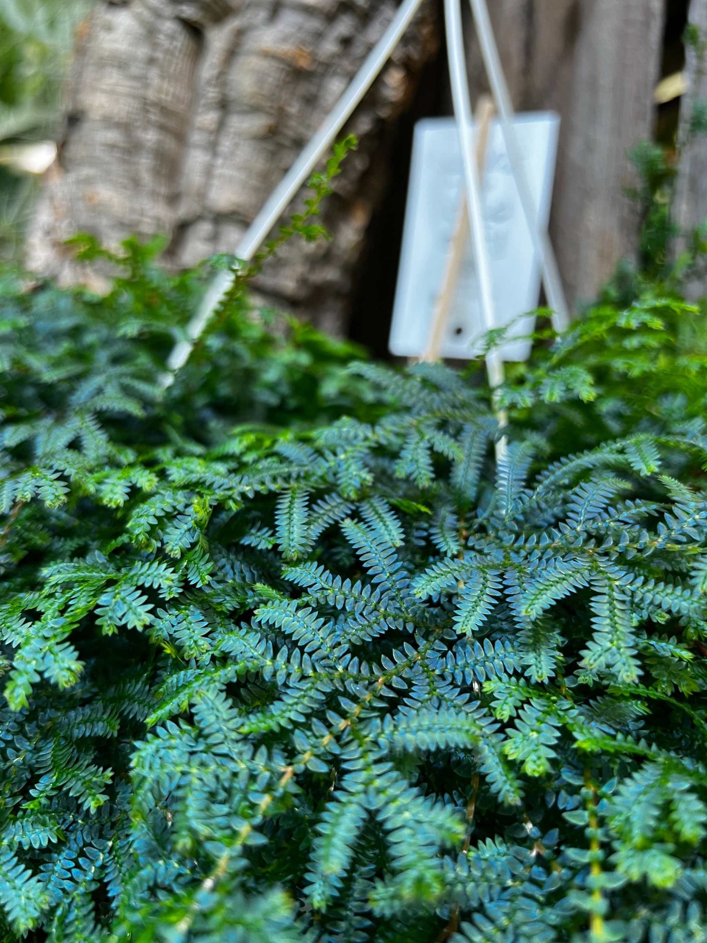 Selaginella uncinata 'Blå mossa'
