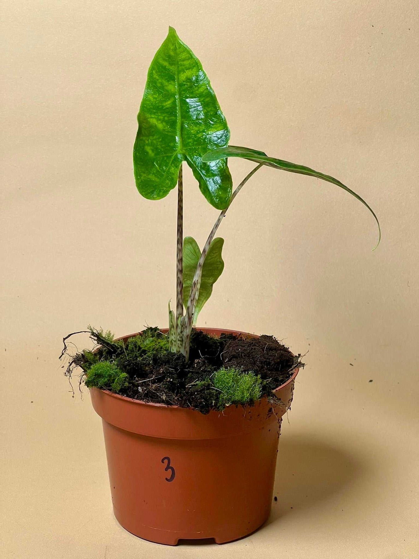 Alocasia zebrina reticulata form
