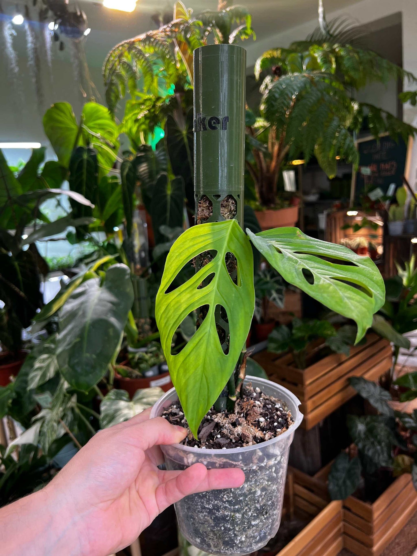 Monstera xanthospatha