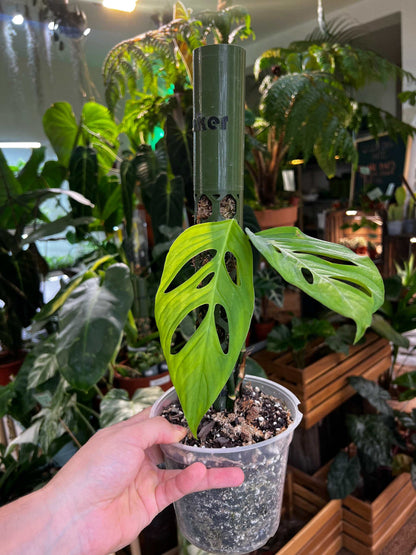 Monstera xanthospatha