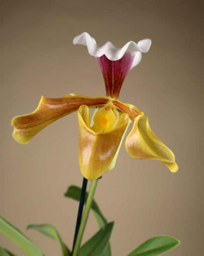 Paphiopedilum mix