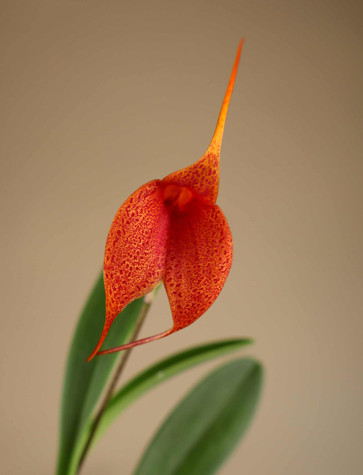 Masdevallia orkidéer