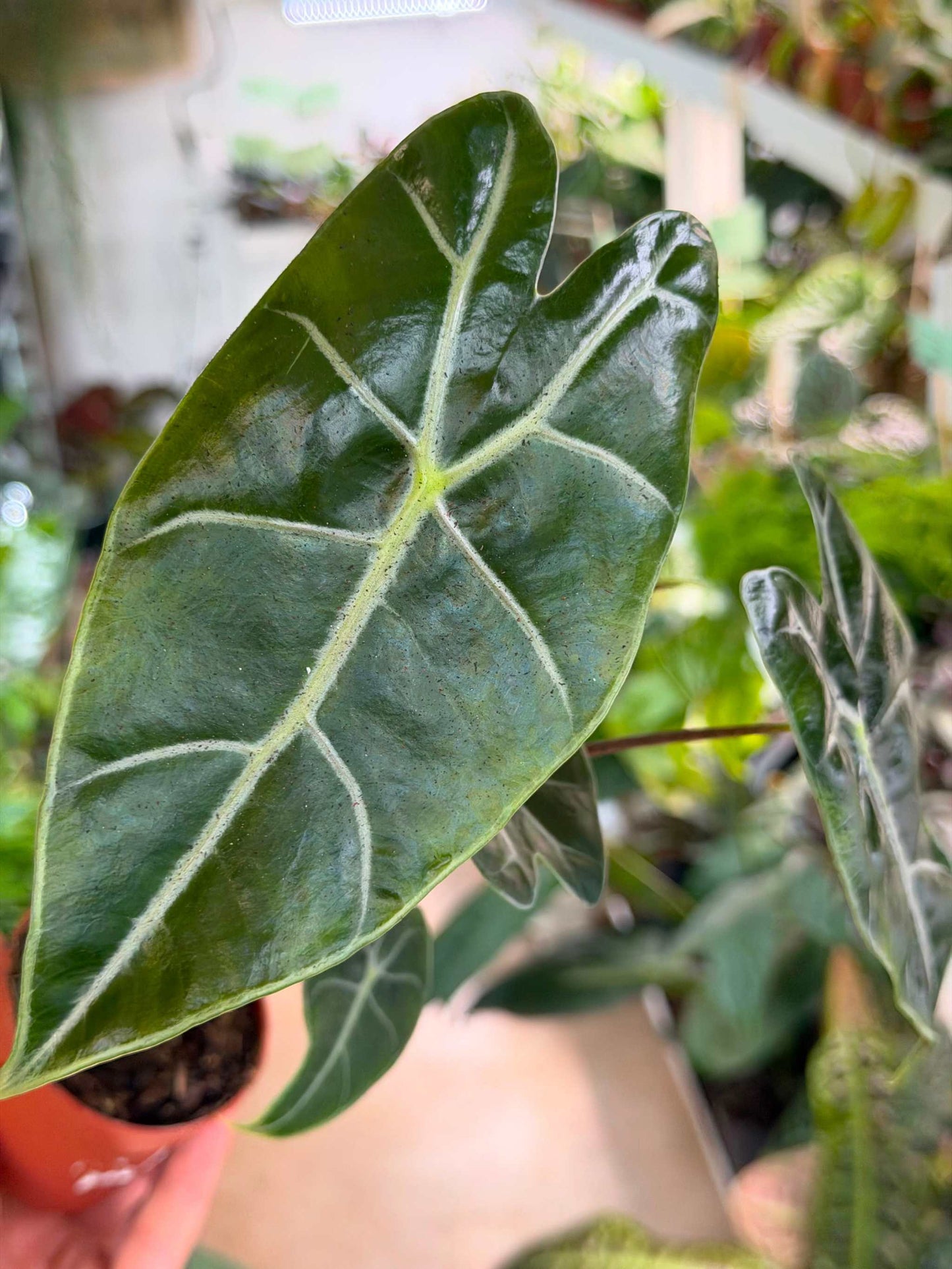 Alocasia longiloba 'purple vein'