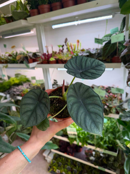 Alocasia nebula
