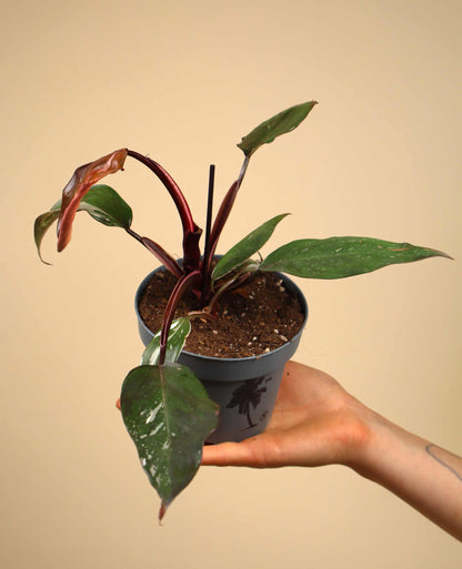 Philodendron Red Anderson