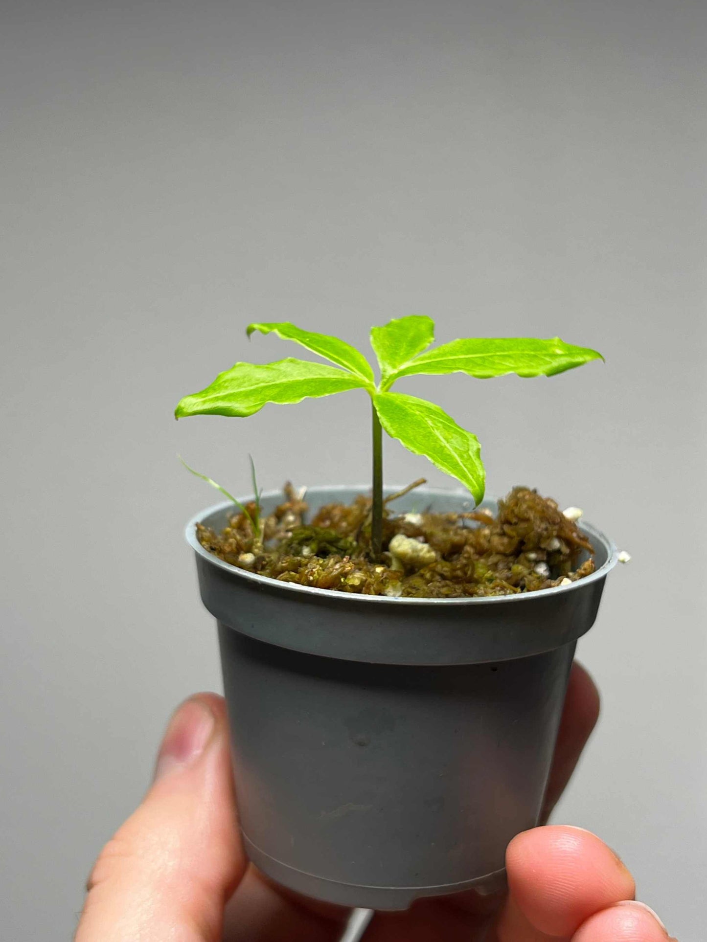 Amorphophallus paeoniifolius | Knölkalla