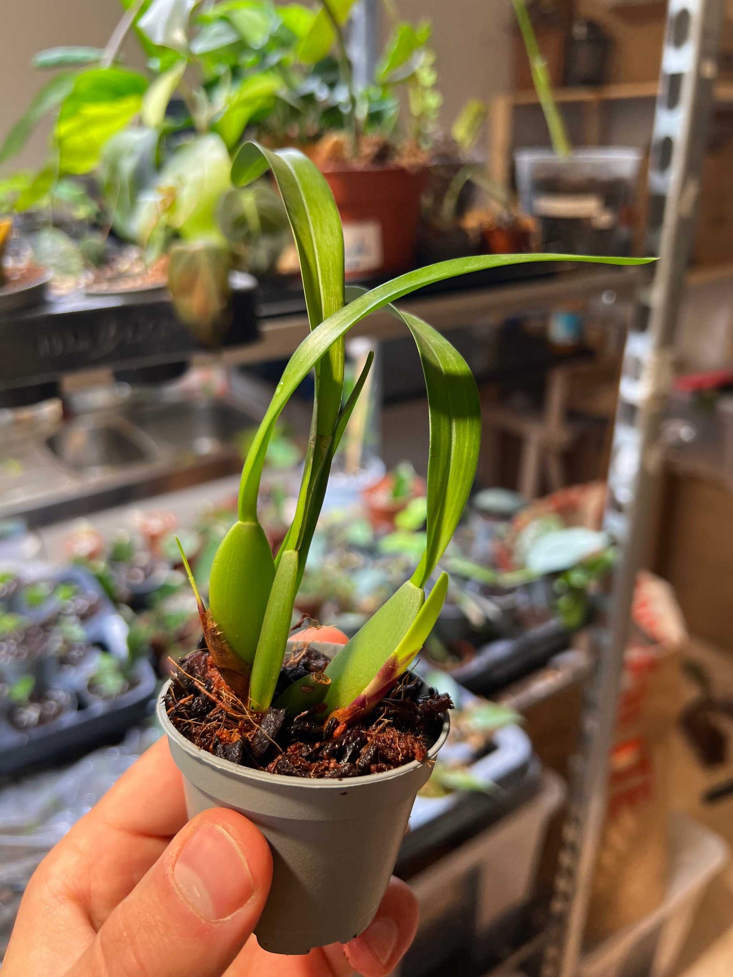 Maxillaria variabilis