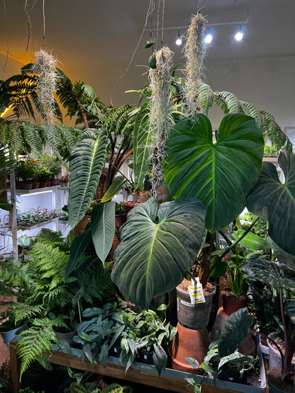 Philodendron rubrijuvenile 'El Choco Red'