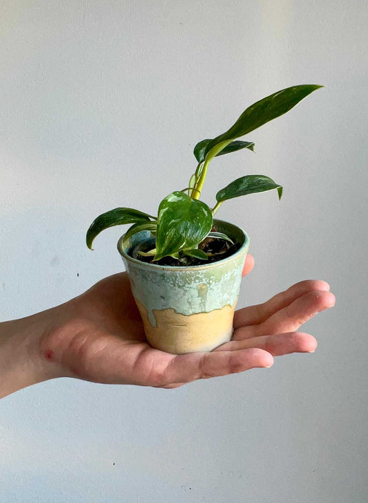 pot but also cup | 6 cm