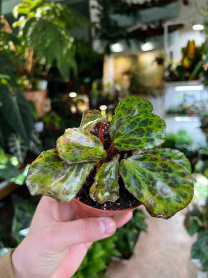 Begonia blancii