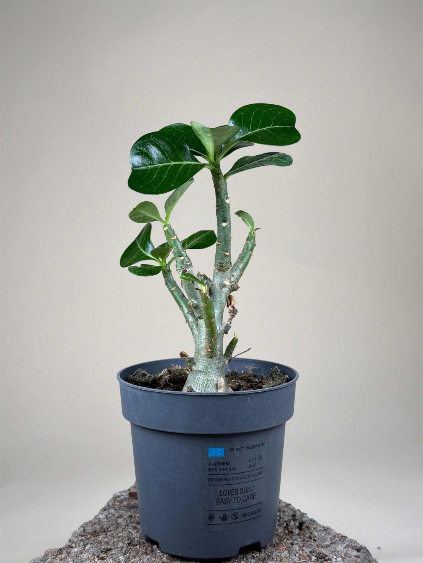 Adenium obesum | Desert rose