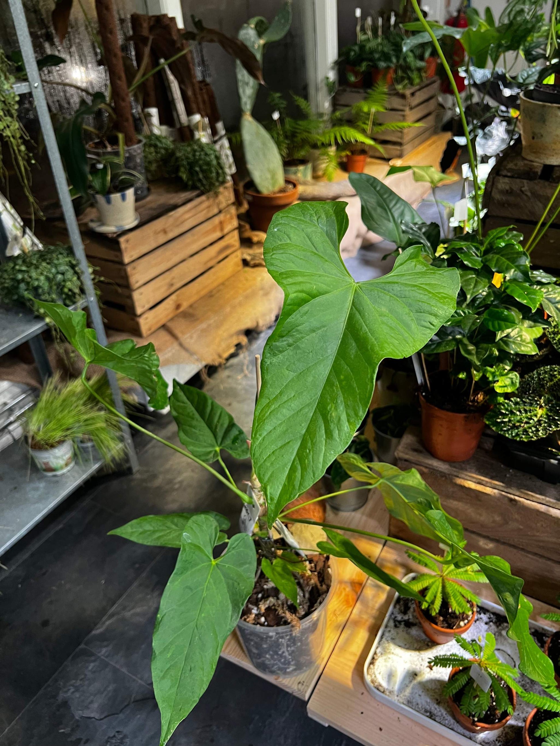 anthurium balaoanum care Anthurium balaoanum | Buy Unusual Plants Online