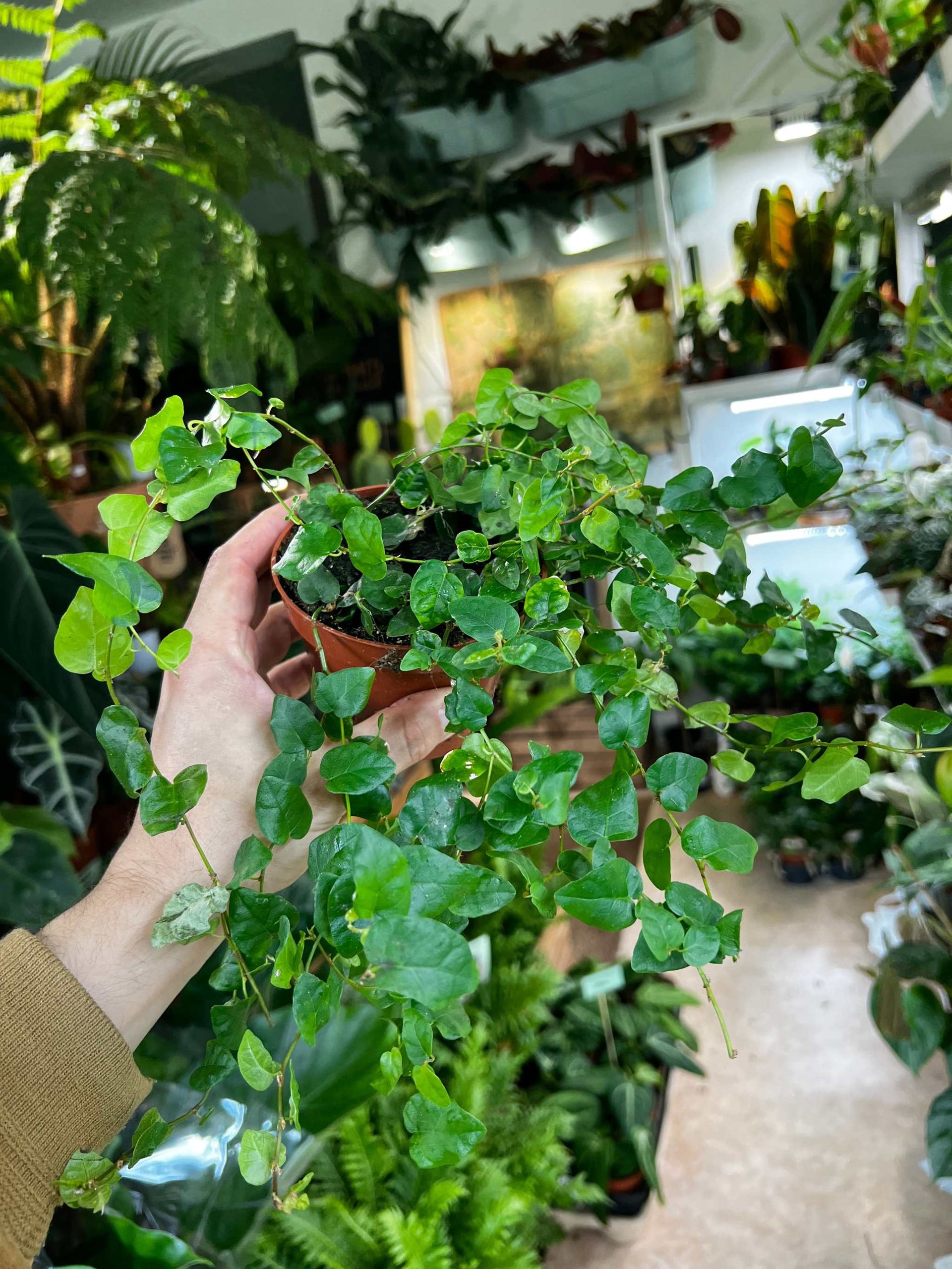 ficus pumila zimmerpflanze Ficus pumila 'Kletterfeige' | Ungewöhnliche Zimmerpflanzen online kaufen