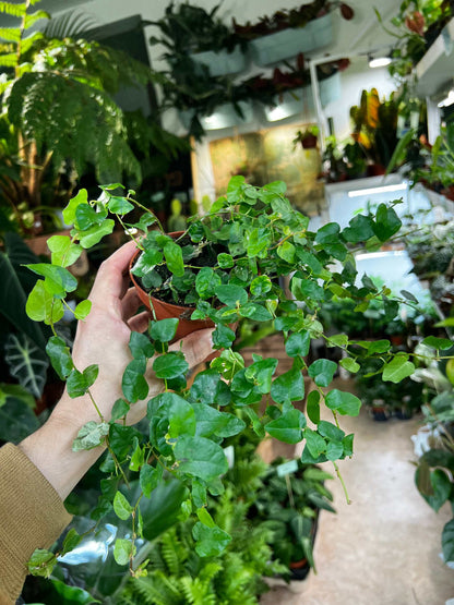 Ficus pumila 'Kletterfeige'
