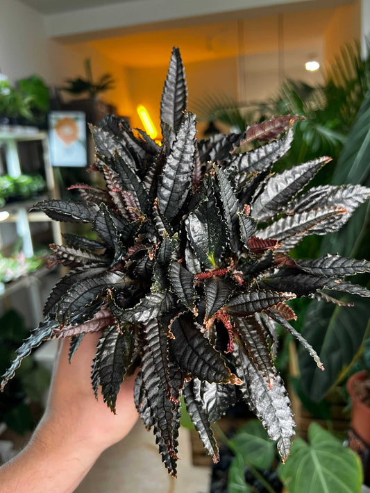 Pilea hitchcockii