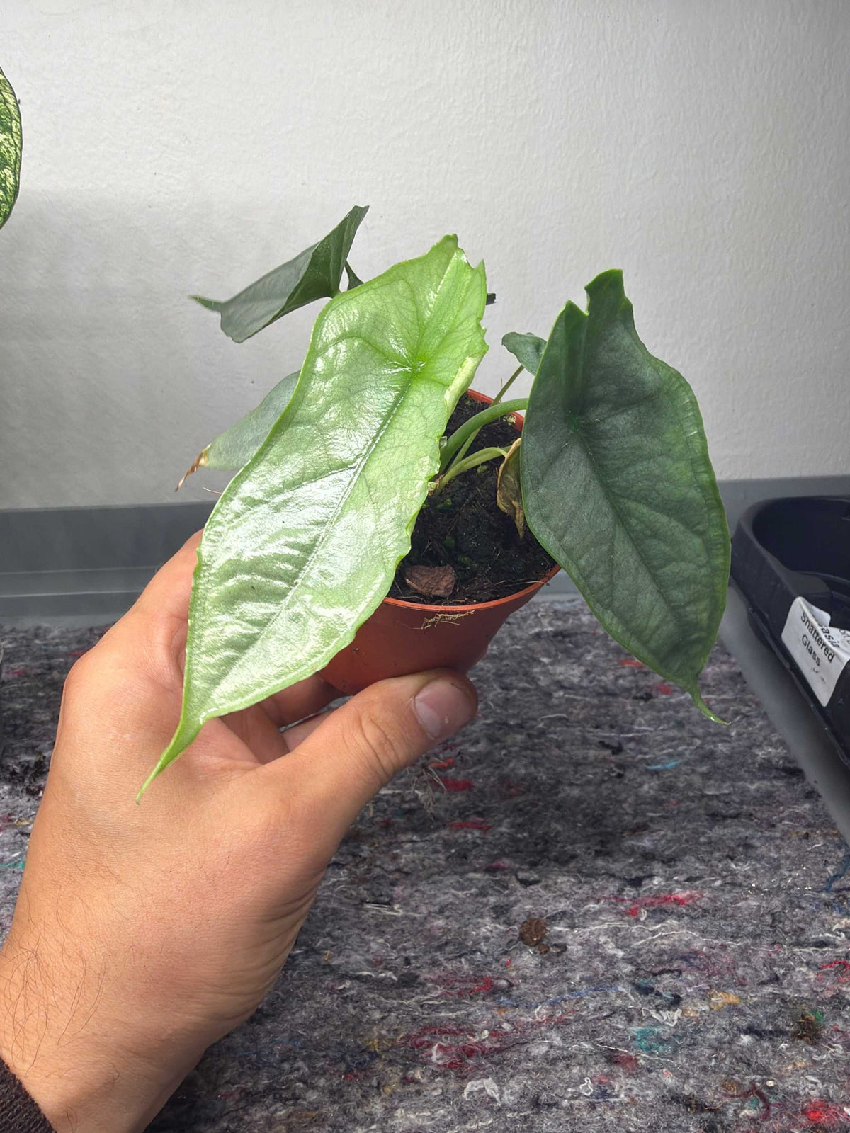 Alocasia Heterophylla 'Dragons breath' 