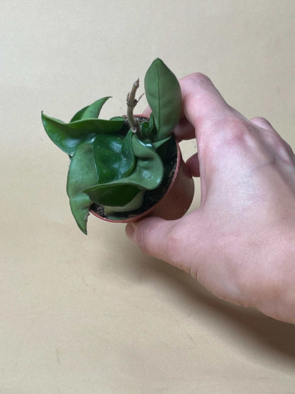 Hoya carnosa 'compacta'