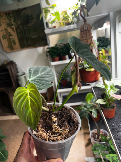 Philodendron splendid (verrucosum x melanochrysum)