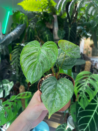 Philodendron 'Majestic' (P. sodoroi x P. verrucosum)