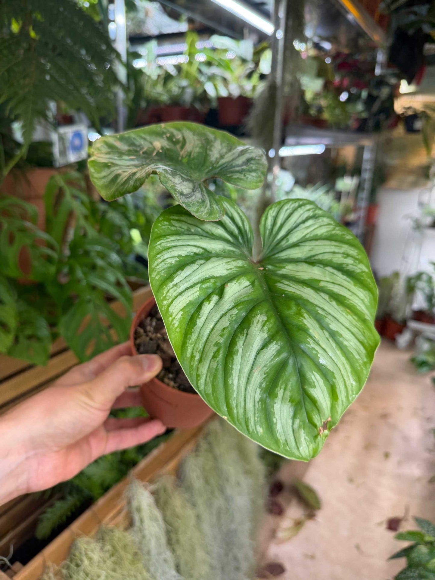 Philodendron plowmanii