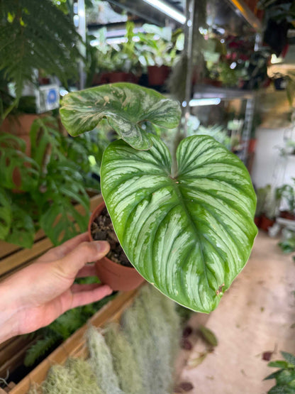 Philodendron plowmanii
