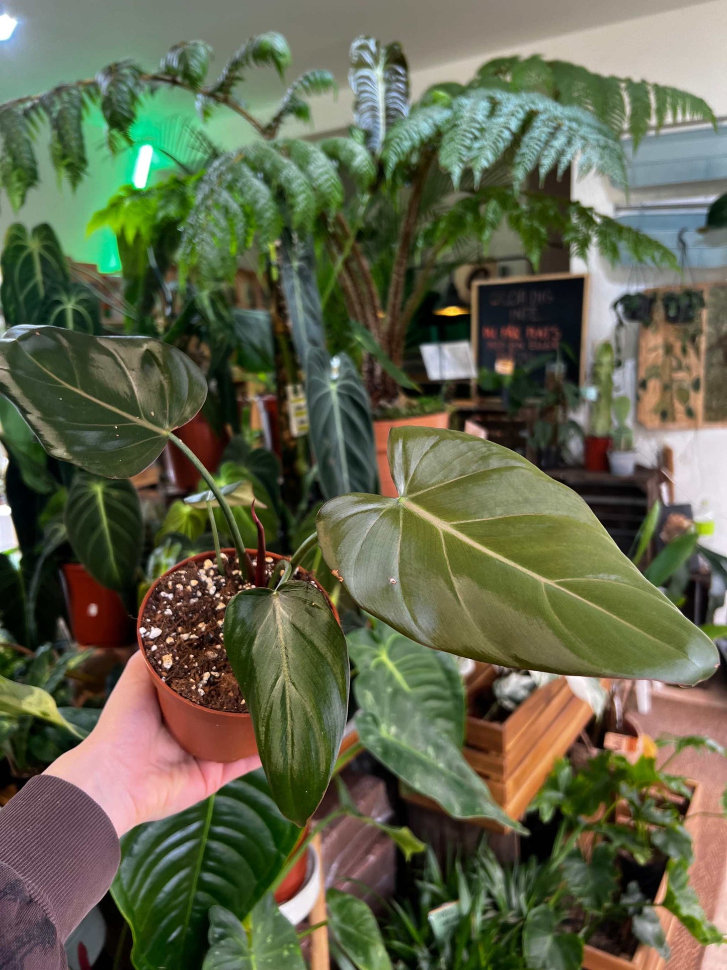 Philodendron 'Summer Glory'