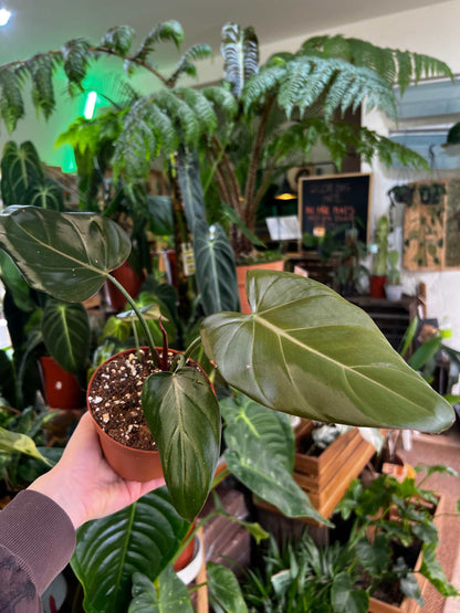 Philodendron 'Summer Glory'