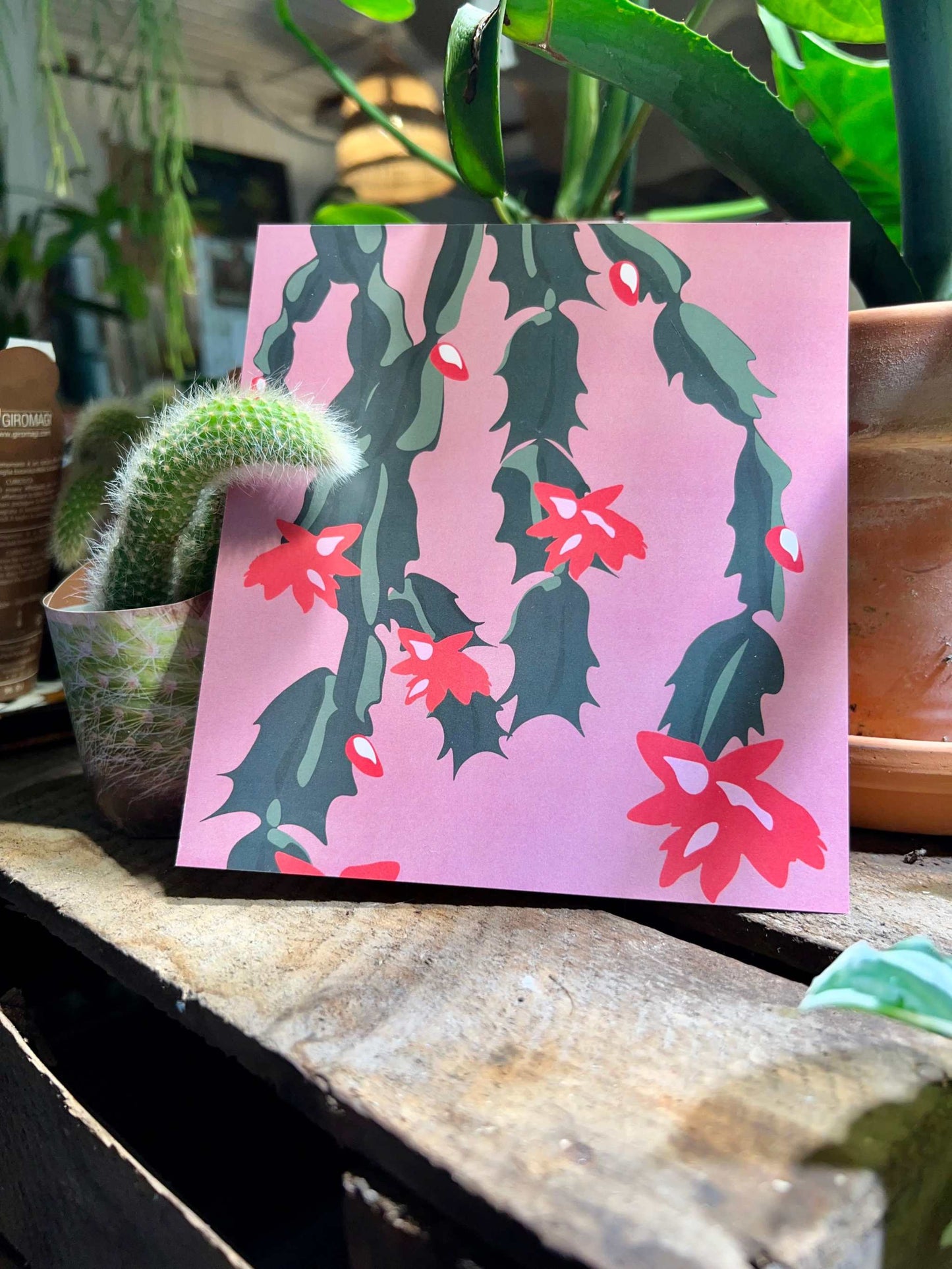 November cactus